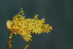 Sassafras randaiense