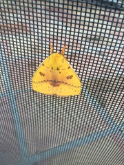 Automeris io