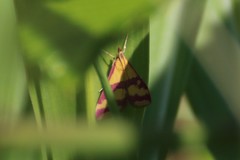 Pyrausta sanguinalis