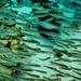 Old World Silversides - Photo (c) k_freemantle, some rights reserved (CC BY-NC), uploaded by k_freemantle