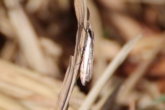 Angustalius malacellus