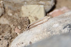 Angustalius malacellus