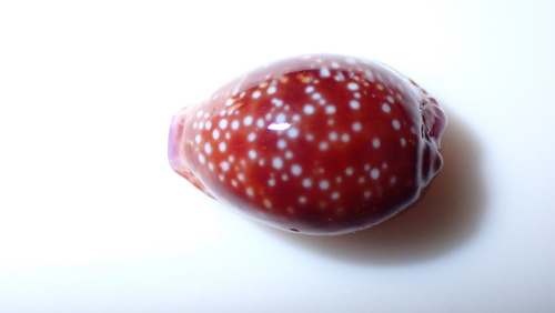 Cypraea helvola hawaiiensis, 2025-05-14