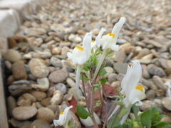Linaria reflexa