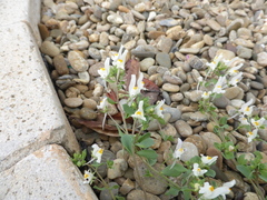 Linaria reflexa