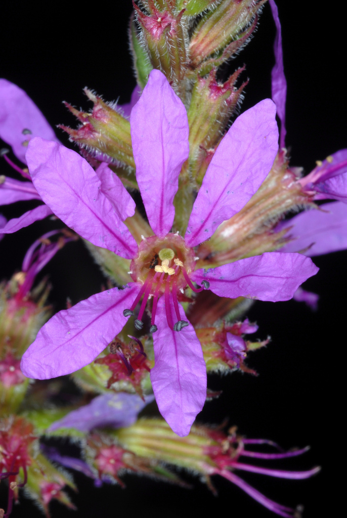 purple loosestrife