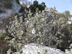 Malva subovata