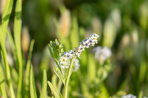 iNaturalist observation photo of alkali heliotrope