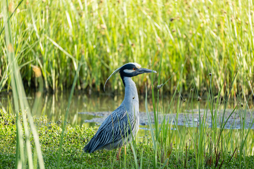 iNaturalist observation photo of Yellow-crowned Night Heron