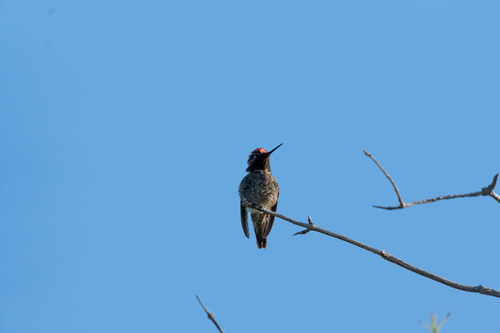 iNaturalist observation photo of Anna's Hummingbird