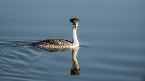 iNaturalist observation photo of Clark's Grebe