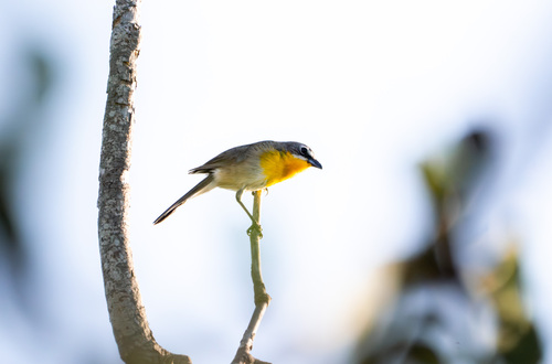 iNaturalist observation photo of Yellow-breasted Chat