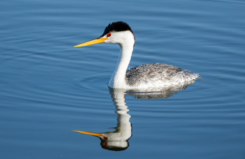 iNaturalist observation photo of Clark's Grebe