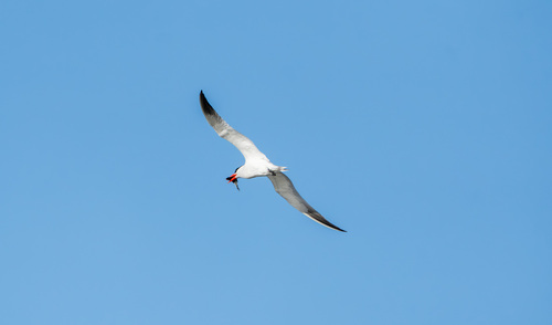 iNaturalist observation photo of Caspian Tern