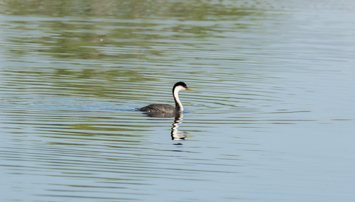 iNaturalist observation photo of Western Grebe