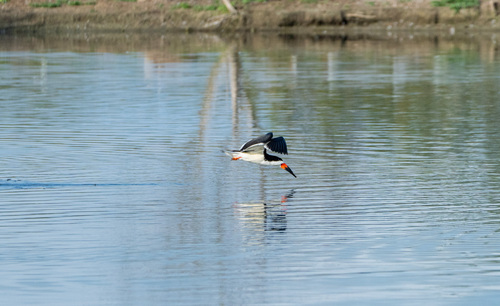 iNaturalist observation photo of Black Skimmer
