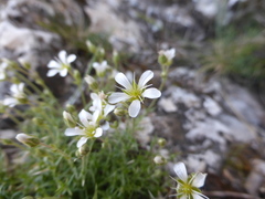 Minuartia