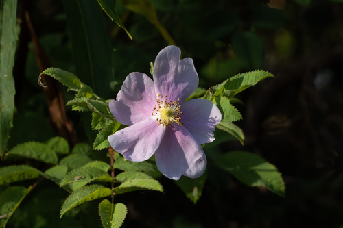 iNaturalist observation photo of California Wild Rose