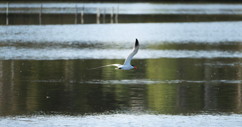 iNaturalist observation photo of Caspian Tern