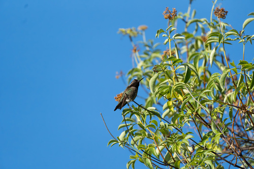 iNaturalist observation photo of Anna's Hummingbird