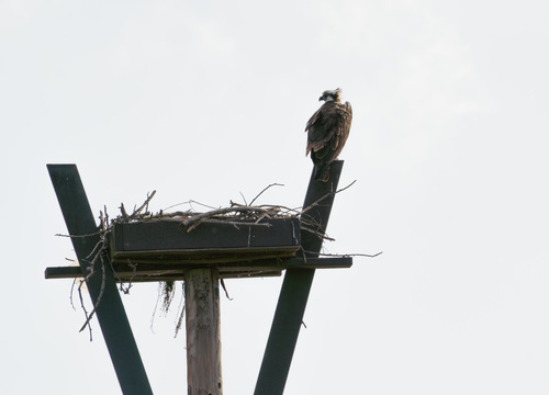 iNaturalist observation photo of Osprey
