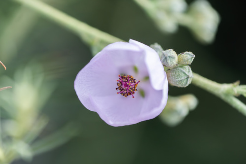 iNaturalist observation photo of southern coastal bushmallow