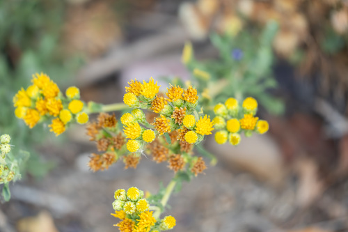 iNaturalist observation photo of Coastal Goldenbush