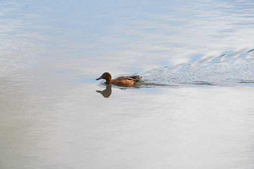 iNaturalist observation photo of Cinnamon Teal
