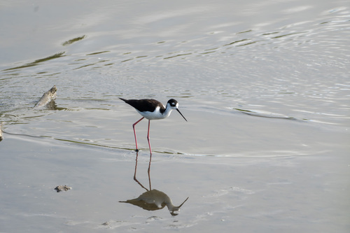 iNaturalist observation photo of Black-necked Stilt
