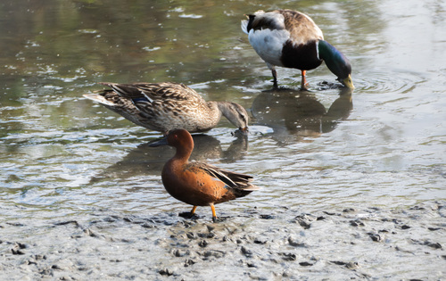 iNaturalist observation photo of Cinnamon Teal