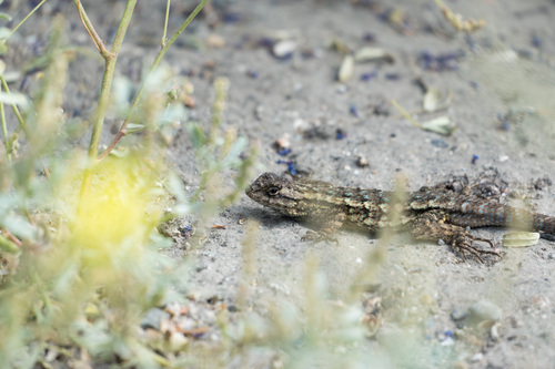 iNaturalist observation photo of Western Fence Lizard