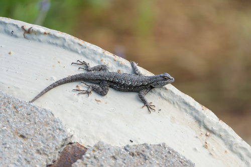 iNaturalist observation photo of Western Fence Lizard
