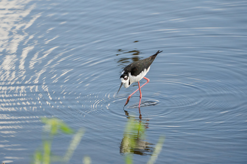 iNaturalist observation photo of Black-necked Stilt