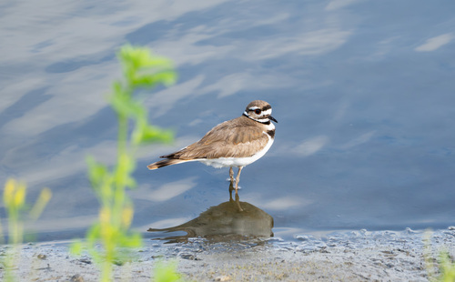 iNaturalist observation photo of Killdeer