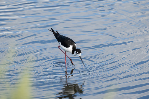 iNaturalist observation photo of Black-necked Stilt