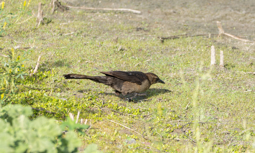 iNaturalist observation photo of Great-tailed Grackle