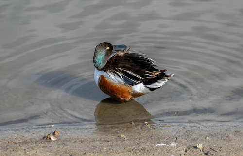 iNaturalist observation photo of Northern Shoveler