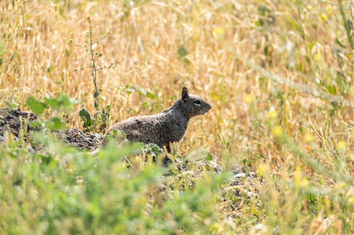 iNaturalist observation photo of California Ground Squirrel