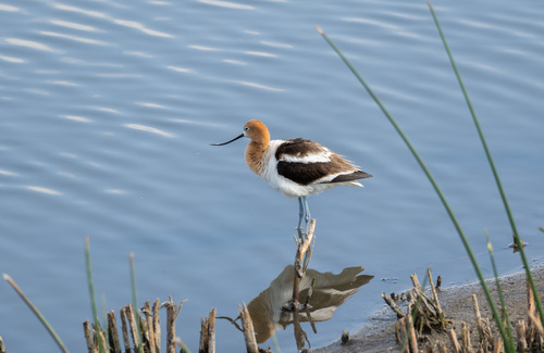 iNaturalist observation photo of American Avocet