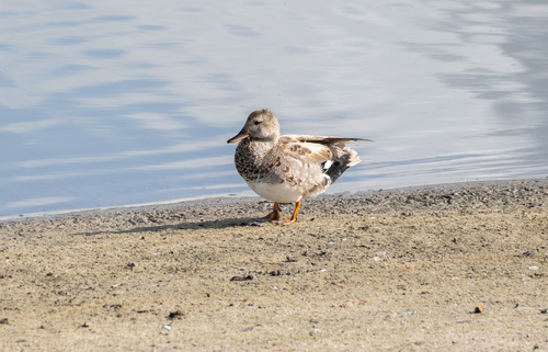 iNaturalist observation photo of Gadwall