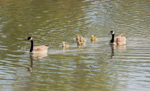 iNaturalist observation photo of Canada Goose