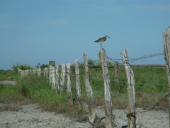 Tringa semipalmata semipalmata