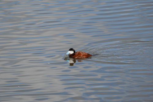 iNaturalist observation photo of Ruddy Duck