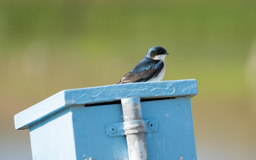 iNaturalist observation photo of Tree Swallow