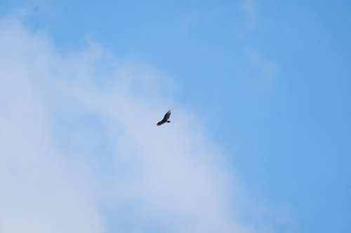 iNaturalist observation photo of Turkey Vulture