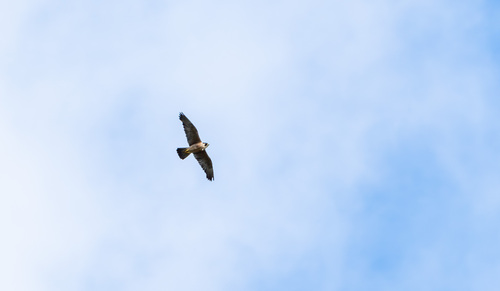 iNaturalist observation photo of Peregrine Falcon