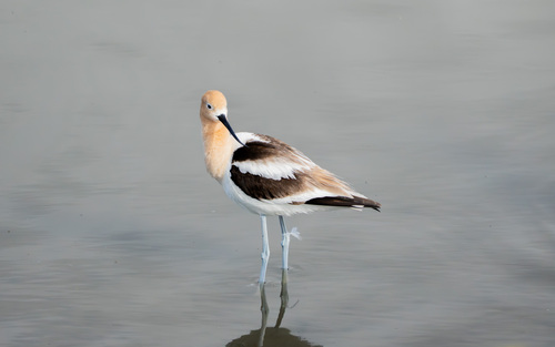 iNaturalist observation photo of American Avocet