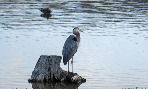 iNaturalist observation photo of Great Blue Heron