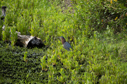 iNaturalist observation photo of Green Heron