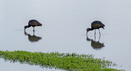 iNaturalist observation photo of White-faced Ibis